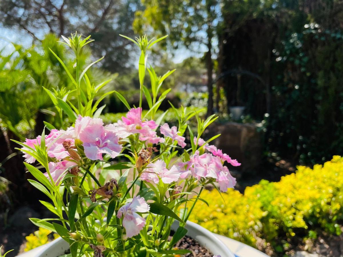 Villa Herlinda Costa Brava - With Swiming Pool Massanet De La Selva Екстериор снимка